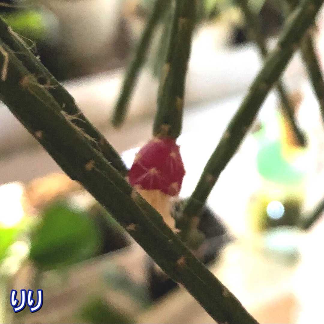 リプサリス フロストシュガー 私と花と猫もろもろ 楽天ブログ