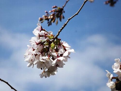 4-01 sakura-48-b.jpg