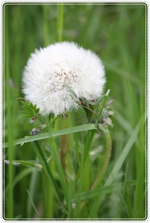 犀川河川敷-8 タンポポ-1 13.5.4