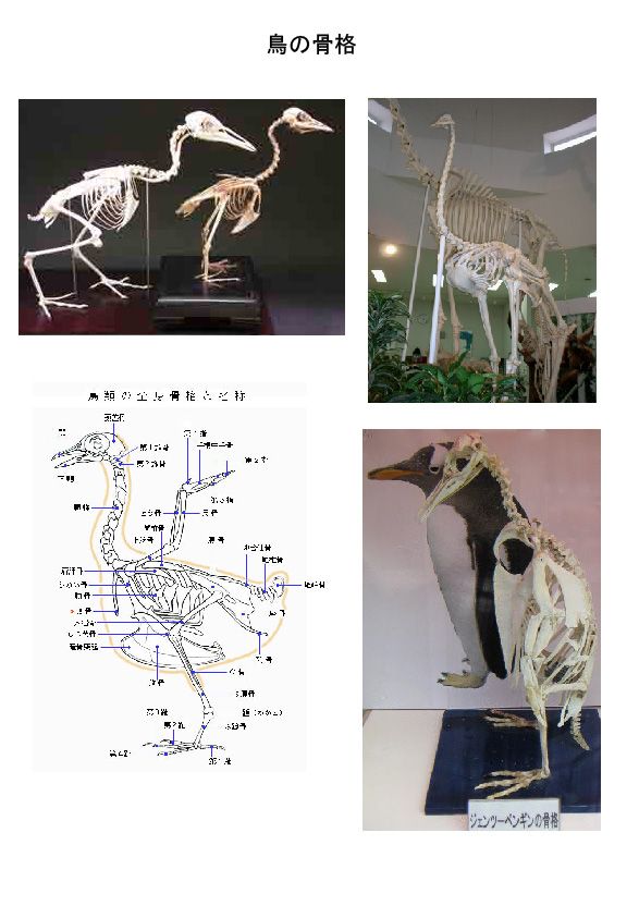 動物の骨格について 日々雑感 楽天ブログ