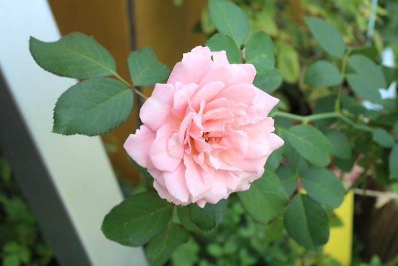 薔薇ダフネ トロイメライを地植え タムーのブログ 楽天ブログ