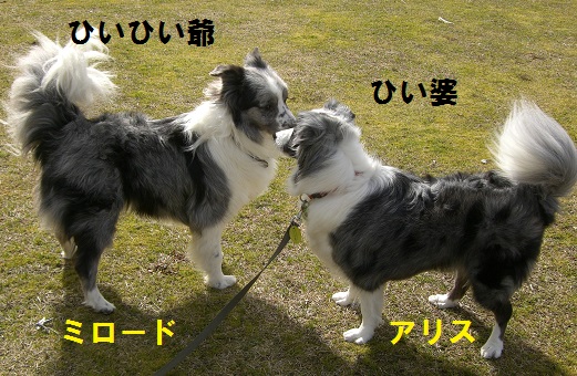 パパ&アリス