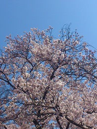 桜が満開でした.jpg