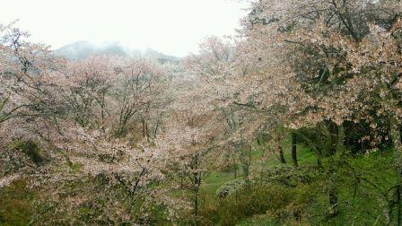 吉野3.jpg