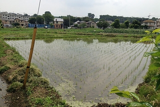 田んぼ