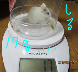 しる17g.jpg