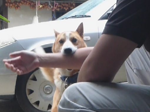 コテツ2