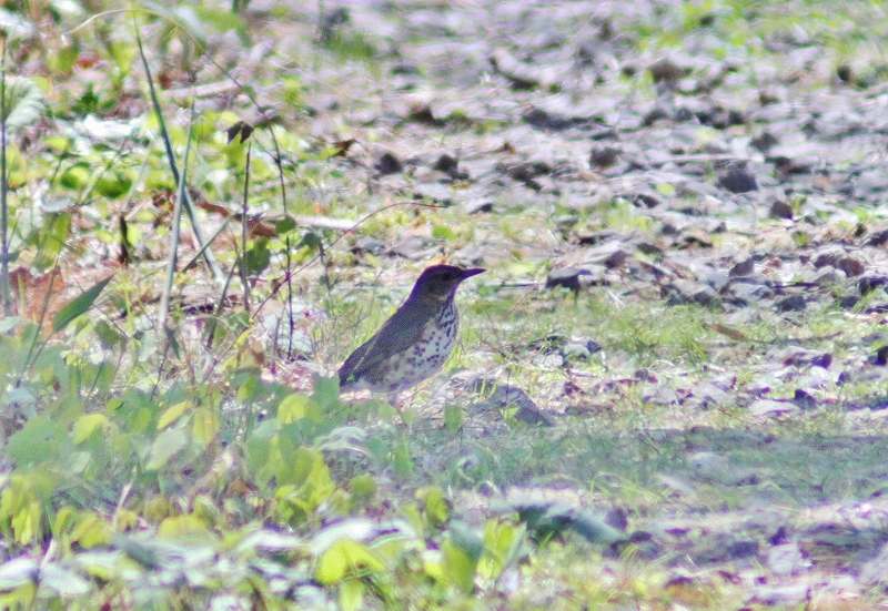 IMG_7959 (800x551).jpg