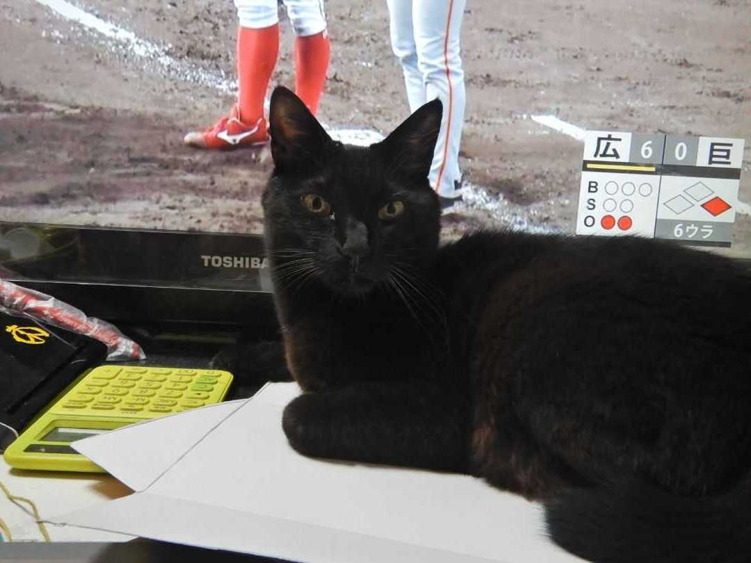 川越水上公園 が 釣り堀 に 年11月1日 21年4月4日まで 今季はえさ釣り中止 Gato Negro 安心してください 毛玉 吐いてますよ 楽天ブログ