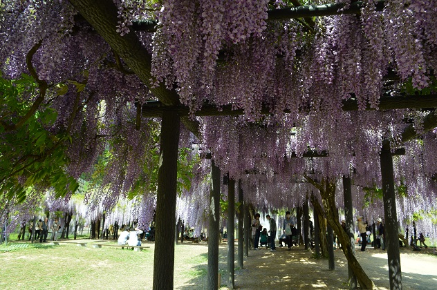 藤の花