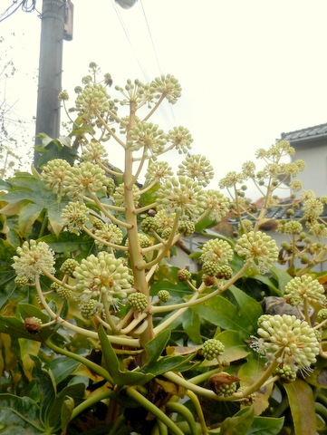 ヤツデの花・雄しべ