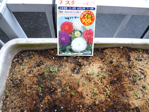 アスター.jpg
