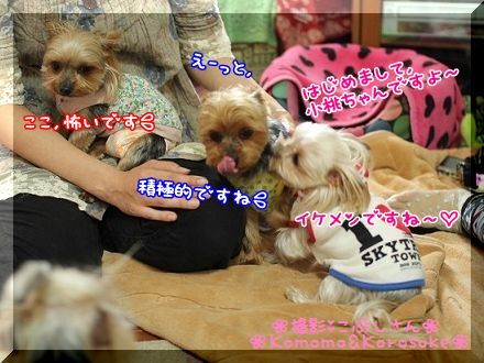 こぶし1.jpg