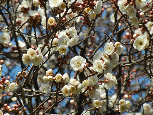 ご近所の梅の花