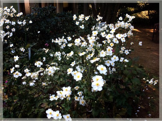 ブラフ18番館の秋明菊