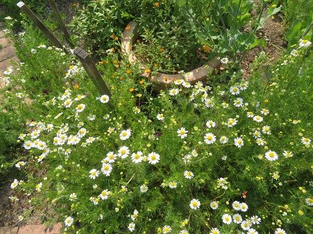 花言葉は 逆境に強い カモミール カモミールティ 静かな時が流れる 風の庭 楽天ブログ