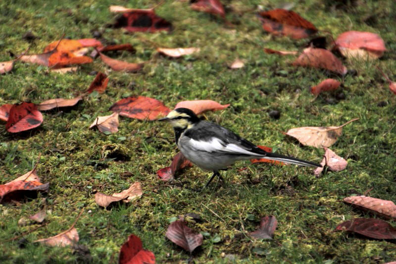 奈良公園の紅葉_006・ハクレキレイ.jpg