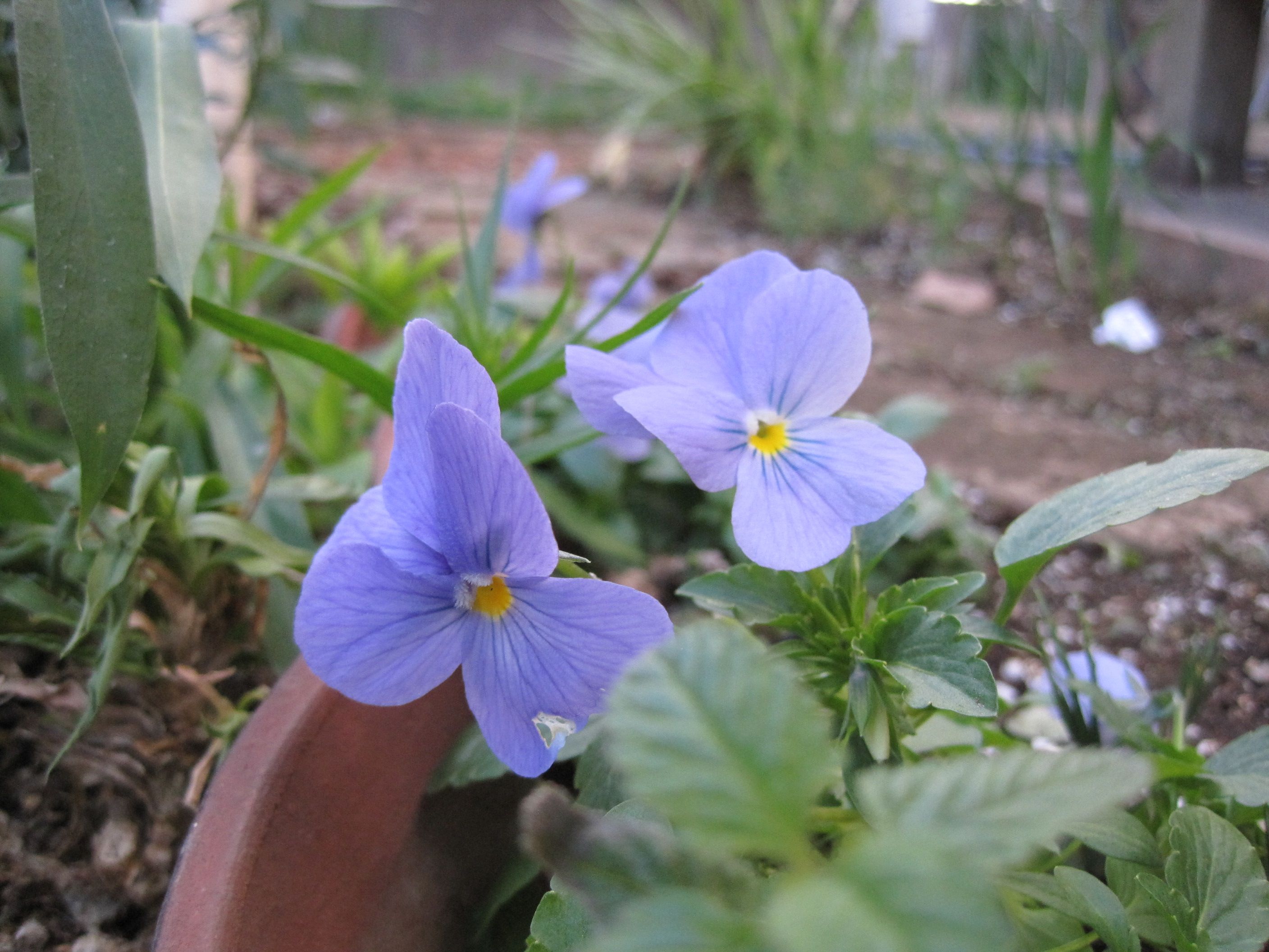 真冬に咲く秋播き種の花 ビオラ ヘブンリーブルー たねをまく日々 楽天ブログ