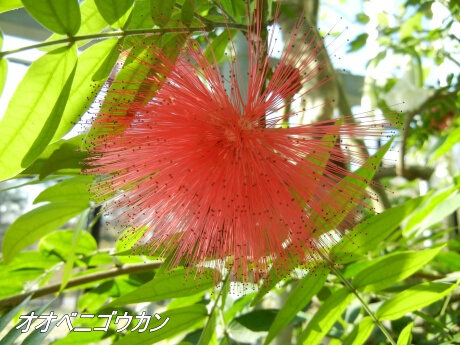 新宿御苑 大温室内の植物