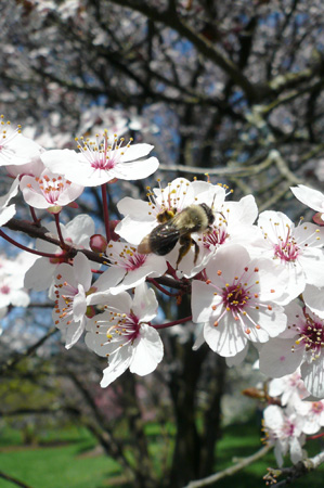 Cherry05.jpg