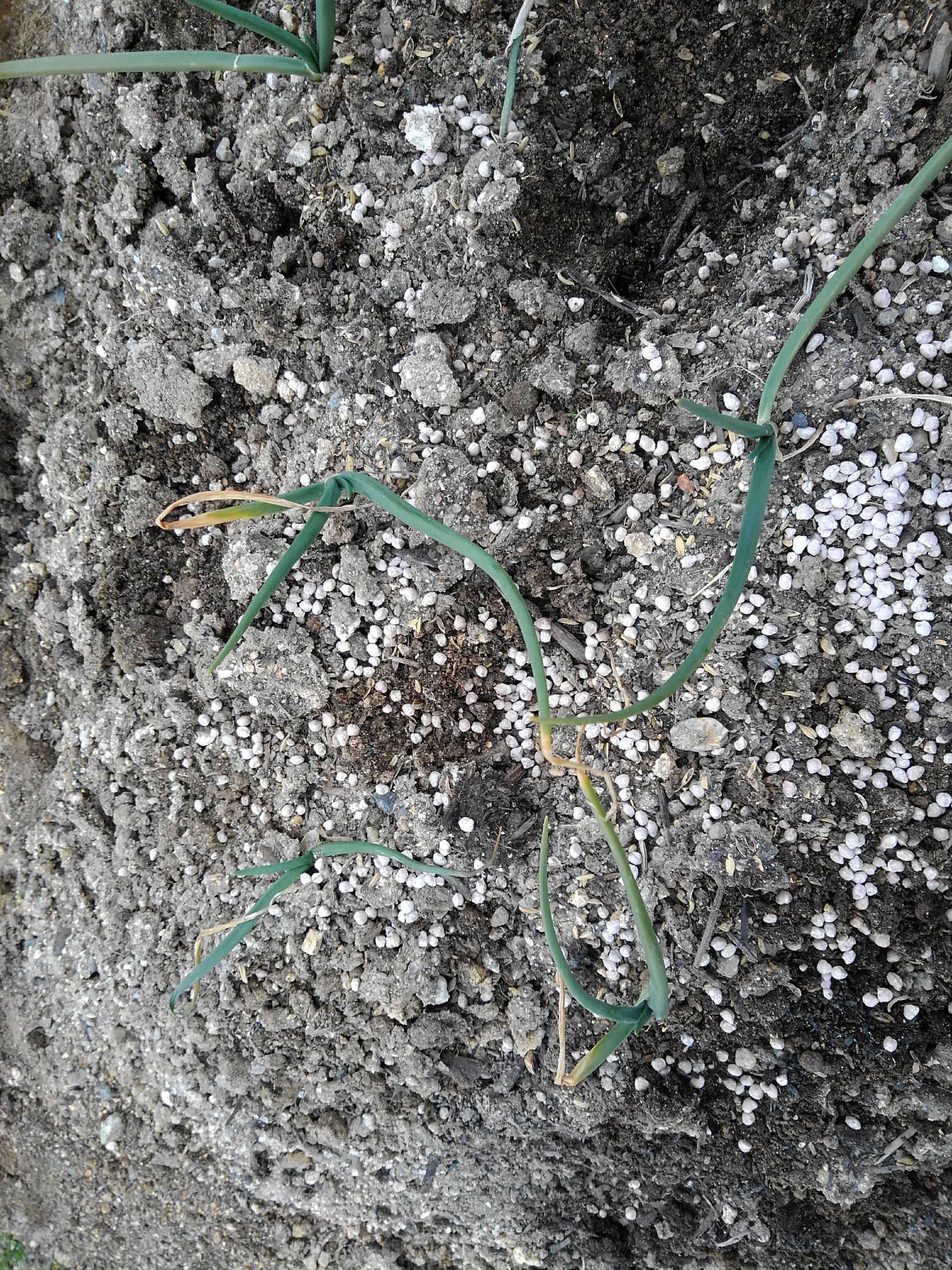 玉ねぎの追肥をする 農園ときどき猫 楽天ブログ