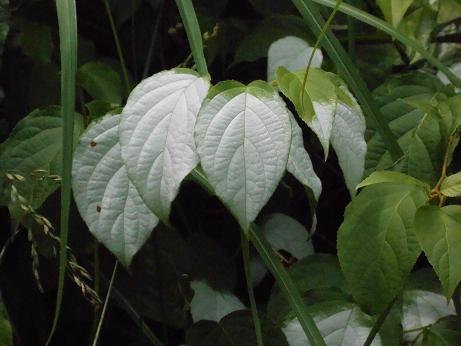 DSCN4155.jpg
