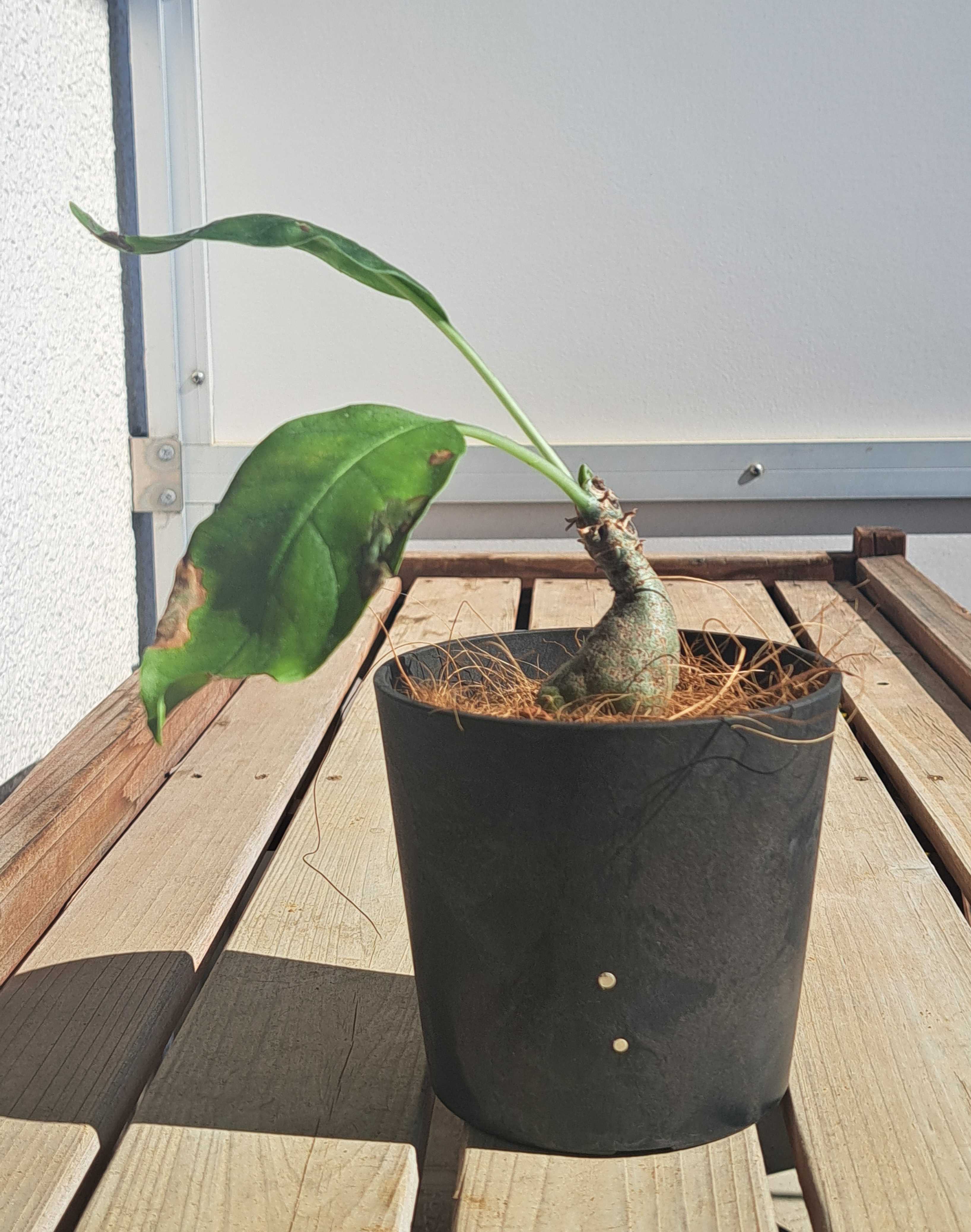 ミルメコディア・ツベローサを買ったぞ | デルオの多肉日記 - 楽天ブログ