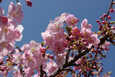 河津桜