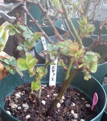 ばら20120317-2.JPG