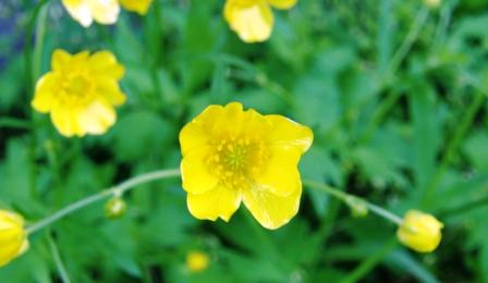 キツネノボタン