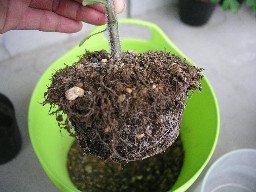 uekae-1