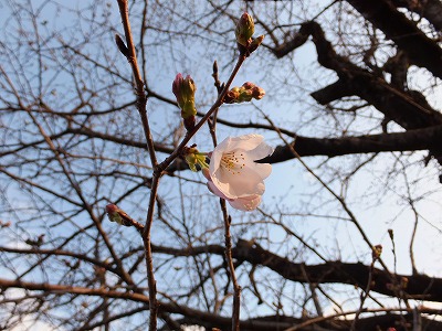 20130314ソメイヨシノ開花