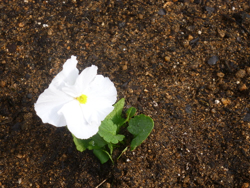 P1070746.JPG