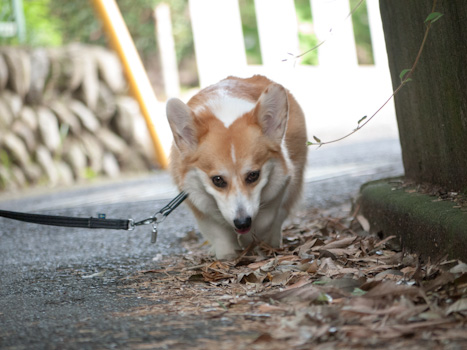 はな