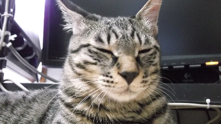 すずひめ　12月24日　睡眠.jpg