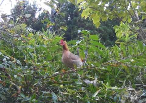 鶏は飛ぶ 幡谷自然農園 日記 楽天ブログ
