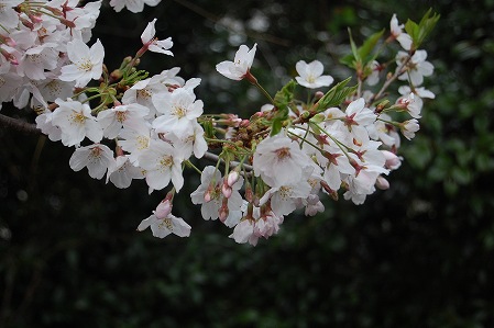 s-DSC_0444.jpg