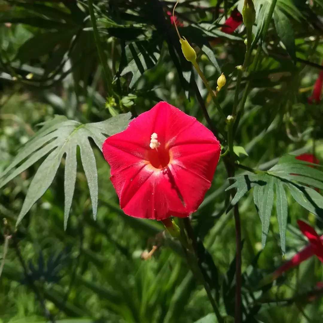 紅葉葉縷紅草 びいとるのブログ 楽天ブログ