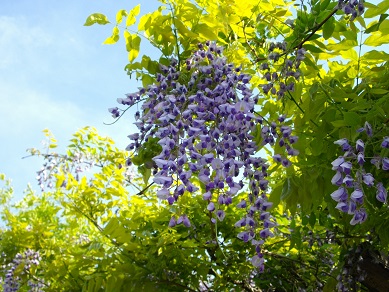 渚 水みらいセンターのフジの花