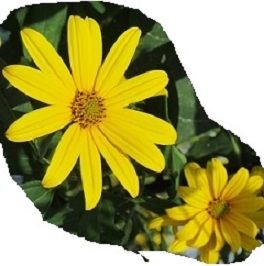 花１９.jpg