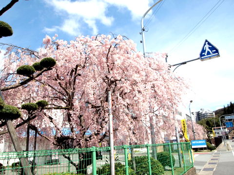 三菱電機ｋｋのしだれ桜