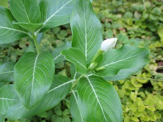 IMG_5914ss.jpg