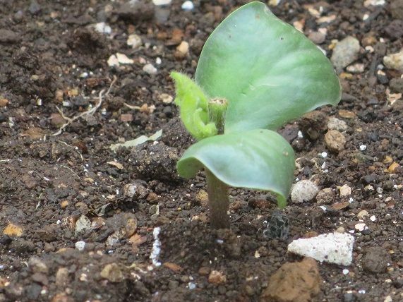 ﾟdﾟ 枝豆 クリスマスローズ 70代たんぽぽのブログ 楽天ブログ