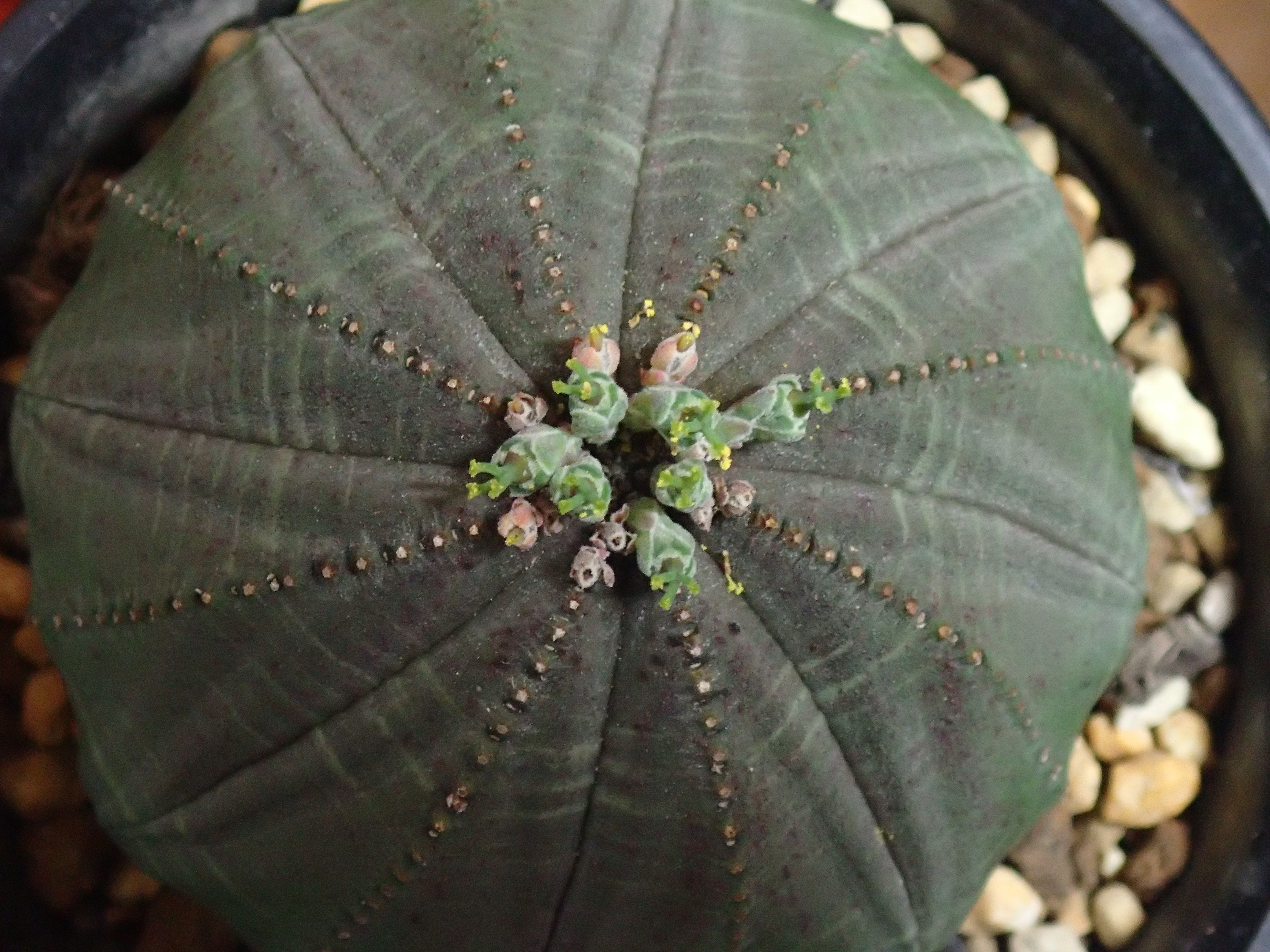 オベサのその後 パピヨンの植物成長日記 楽天ブログ