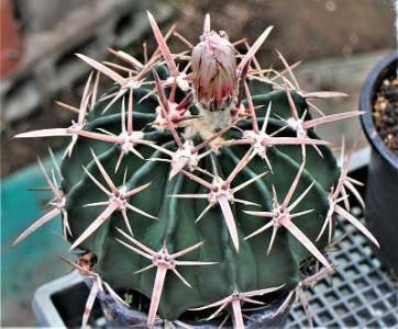 植トレ🌵 | エキノカクタス属もいい！ 水やりしたら赤棘に 上