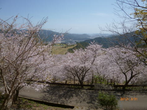 花立公園の桜