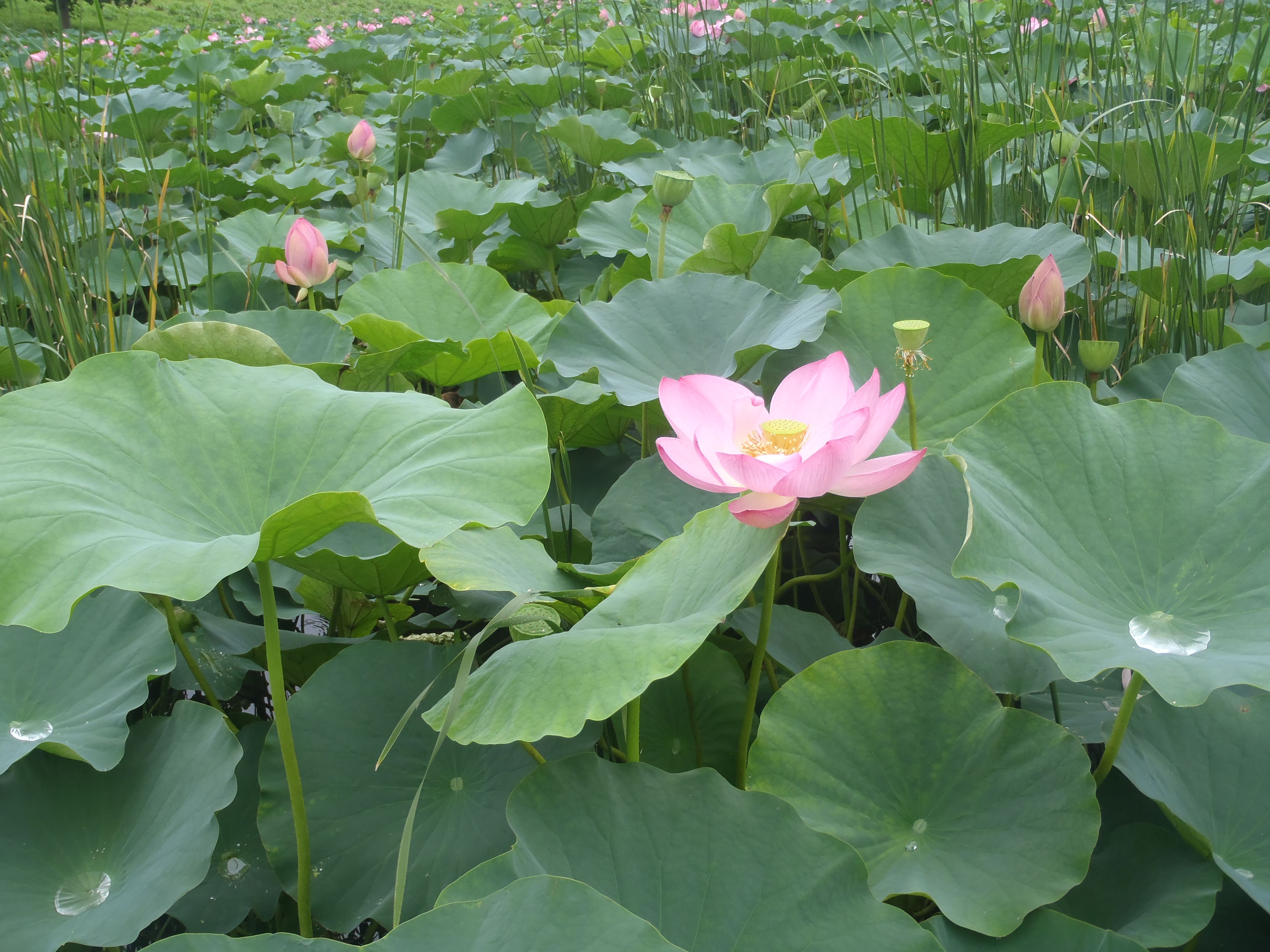 泥沼から生まれる美しいハスの花 7 9 隊長さんの山ある記 楽天ブログ