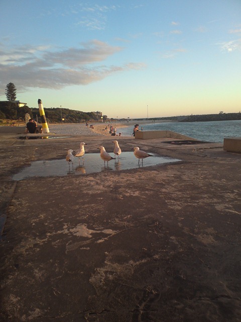 seagulls