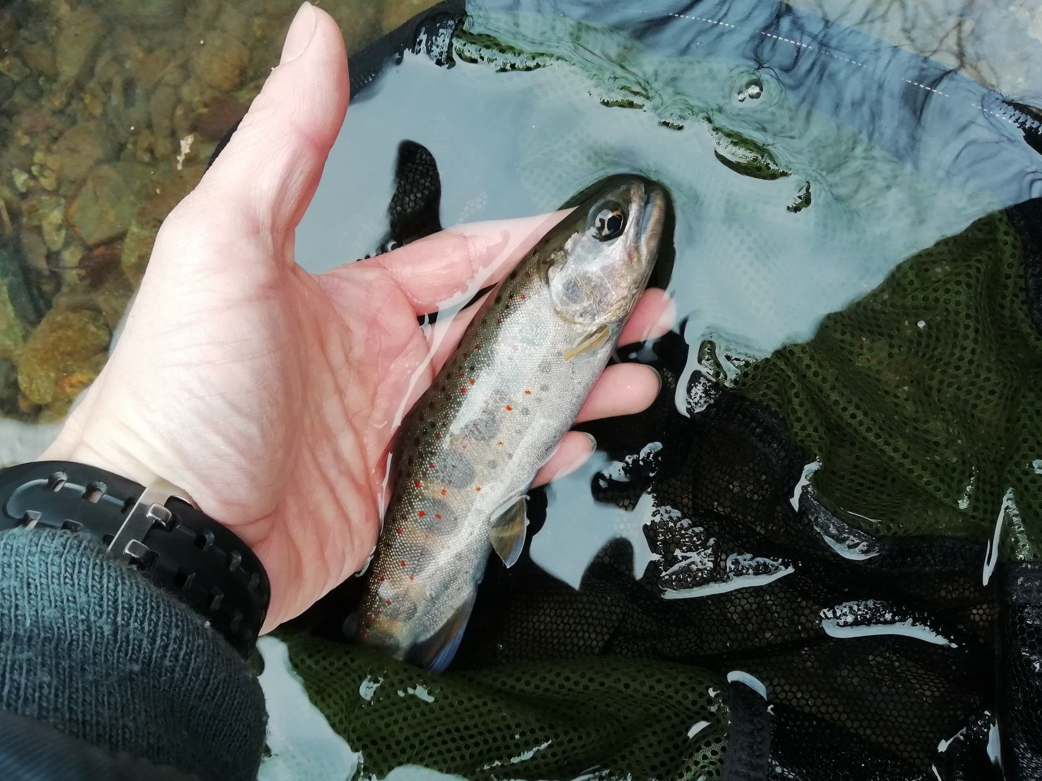 山梨 釣り はやとの釣りブログ 楽天ブログ