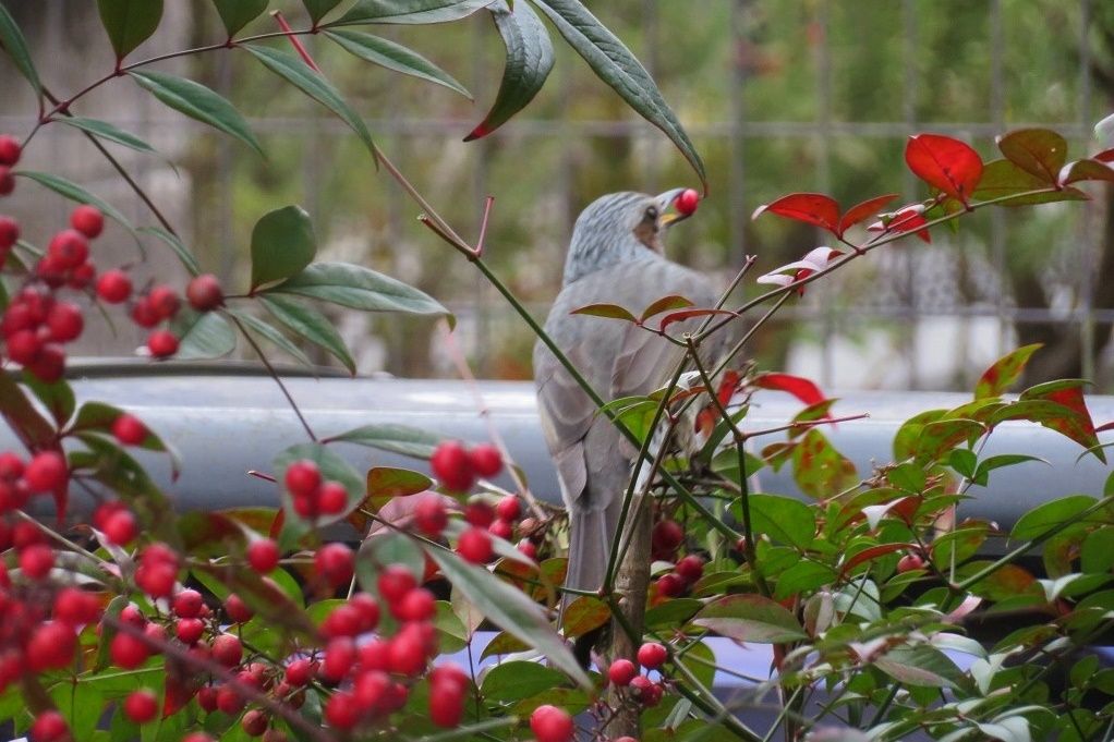 庭の鳥 メジロ用に出すミカンのヒヨドリ対策 スズメ エナガ 大分金太郎の花鳥蝶月 楽天ブログ